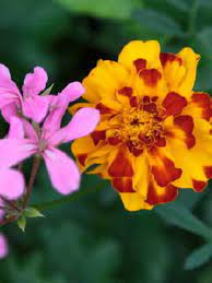 I found my heart and broke it here made friends and lost them through the years and. Apostle Dorothy M Tyler Hill Obituary Camden New Jersey May Funeral Homes Tribute Archive