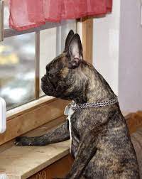 French bulldog boston terrier mix brindle. Puppi The Frenchton A French Bulldog And Boston Terrier Mix Brindle French Bulldog French Bulldog French Bulldog Puppies