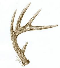 6,242 likes · 16 talking about this. All About Antlers The Adirondack Almanack