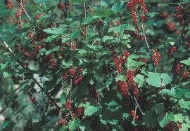 Image result for Rubus kirungensis