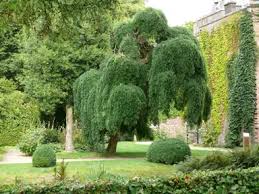 Image result for Styphnolobium