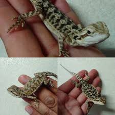 フトアゴ ヒゲ トカゲ 激安