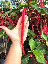 Image result for Acalypha psilostachya