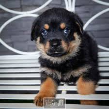 Rottweiler puppies and moma (i.imgur.com). Rotti Pups Female Large Female Rottweiler Dog In Nsw Petrescue
