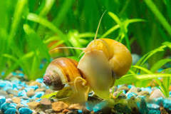 Image result for how much to use for azoo nano-tech snail treatment for a 50 gallon tank