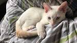 Flame Point Siamese: What You Need to Know About This ...