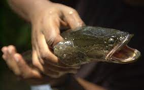 Snakehead Fish Found In Georgia Kill It Immediately The New York Times