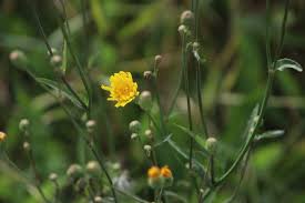 Image result for Sonchus dregeanus