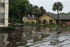 The Media Isn T Reporting How Big And Dangerous The Floods In Baton Rouge Louisiana Are Alligators Swim D Flood Countries Around The World Flood Preparedness
