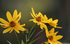 Compare prices & read reviews. Flower Aster Family Yellow 2 Conservancy For Cuyahoga Valley National Park