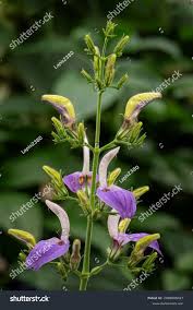 Image result for Brillantaisia owariensis