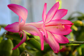 Also since thanksgiving is next week not christmas. Growing Christmas Cactus Indoors A Planting Guide Gardening Tips