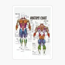They are categorized by the muscles which they affect (primary and secondary), as well as the equipment required. Anatomy Chart Muscle Diagram Photographic Print By Superfitstuff Redbubble