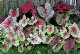 Treating the tubers as annuals guarantees you'll be planting fresh tubers that were grown under optimum conditions. Top 10 Annuals For Texas Jcs Landscaping