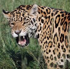 Leopard is roughly comparable in size and power to a puma, and pumas are known to kill grey wolves one on one. Jaguar Facts Jaguars Vs Leopards