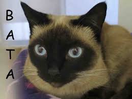 The standard adoption procedure is followed, including adoption contract and donation. Adopt A Cat Siamese Cats San Diego