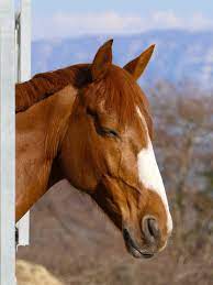 How Horses Sleep A To Zzzz Guide To Equine Rest
