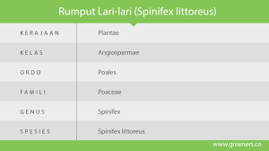 Membuat nafsu makan selalu tinggi. Tanaman Rumput Lari Lari Pengikat Pasir Yang Handal Greeners Co