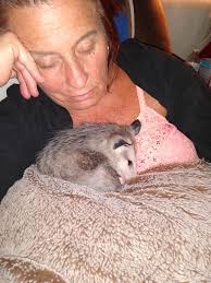 Laundry room mouse extermination methods discussed