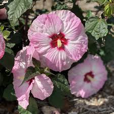 Image result for Hibiscus noldeae