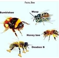 15 Memes About New Yorkers That Are Deadass Hilarious Af Bee Bee Facts Honey Bee