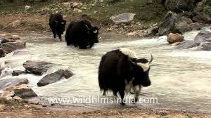 Photo by @adityaa_chavan tibetan sand fox in the sikkim, india. Himalayan Yaks In Sikkim Beyond Thangu Youtube