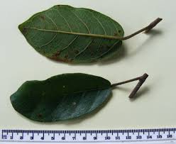 Image result for Ficus stuhlmannii