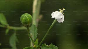 Image result for Hibiscus micranthus