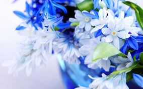 You may choose from a link description provided here. Blue And White Flower Wallpapers Top Free Blue And White Flower Backgrounds Wallpaperaccess