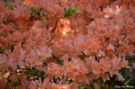 Check spelling or type a new query. In A Tree Of Peach Colored Flowers Peach Flowers Peach Blooming Flowers