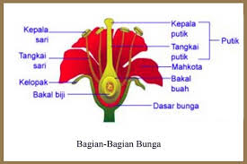 Nama latin dari tangkai bunga adalah pedicellus. Fungsi Dan Struktur Bunga Pada Tumbuhan Padamu Pendidikan Indonesia