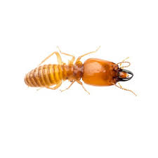 Nam việt pest control : Biox Eco Pest Control Cong Ty Cá»• Pháº§n Tm Dv Tri Axis Viet Nam á»Ÿ Táº¡i Ha Ná»™i
