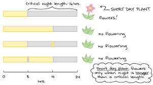 Phototropism Photoperiodism Article Khan Academy