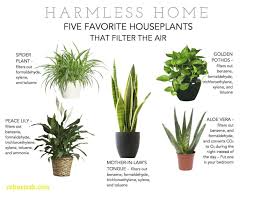 Planting milkweed in gardens has become a popular way to support monarch butterfly populations. Luxury Indoor Plants Non Toxic To Cats Homedecoration Homedecorations Homedecorationideas Homedecora Plants Best Indoor Plants Best Air Purifying Plants