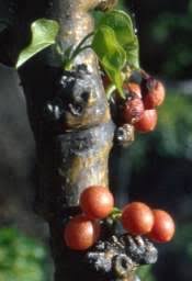 Image result for Tinospora fragosa