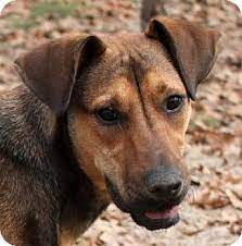 How big will a german shepherd coonhound puppy get? Pin German Shepherd Dogpharaoh Hound Mix Dog For Adoption In Austin On Pinterest Dog Adoption Pharaoh Hound Dogs