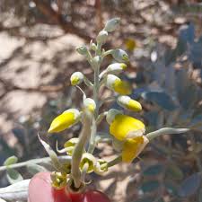 Image result for Sophora inhambanensis