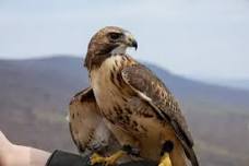 Live Birds of Prey Demo @ Thorn Alley Stage at...