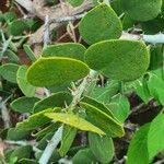 Image result for Capparis cartilaginea