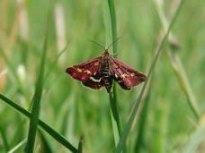 Image result for Pyrausta sanguinalis