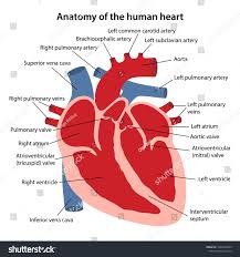 Human Heart Labeled Koibana Info Human Heart Heart Diagram Human Anatomy Drawing