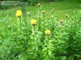 Plantfiles Pictures Centaurea Species Basket Flower Giant Knapweed Globe Centaurea Lemon Fluff Knapweed Centaurea Macrocephala By Ladygardener1