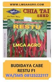 Cara Menanam Cabe Restu F1 Cap Kapal Terbang Menanam Benih Petani