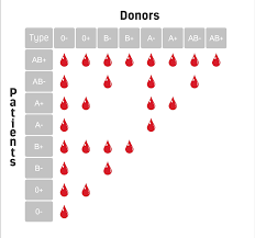 Why Do People Have Different Blood Types House Call Doctor