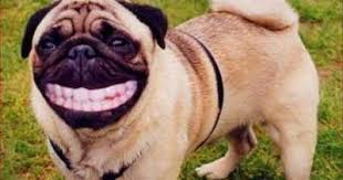 Maybe you would like to learn more about one of these? Funny Photoshop Animals Are Almost Human Tattoos Facebook