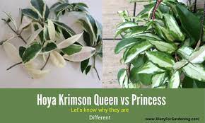 I have a hoya chelsea, hoya krimson queen and princess, hoya kerrii, hoya curtisii, hoya. Hoya Krimson Queen Vs Princess Confusion Solved Difference Similarities Diary For Gardening