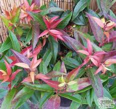 Many species have the common name doghobble. Guide To Garden Shrubs Jackson S Online Garden Centre