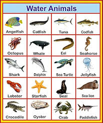 buy sds learning water animals chart for kids reading