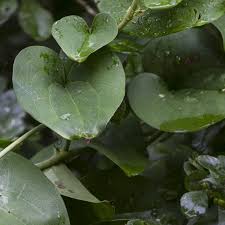 Image result for Barleria rotundifolia