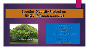 Image result for Millettia bussei